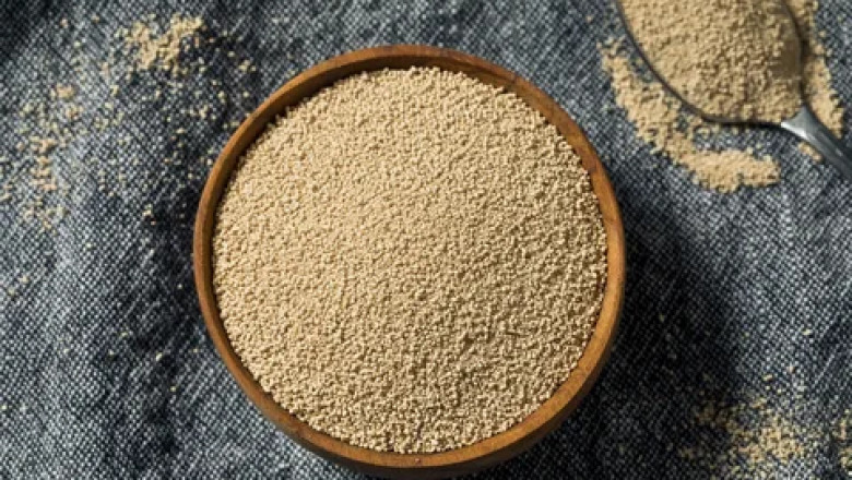 Organic Yeast Market Overview Highlighting Growth, Segments, Key Players, and Future Potential