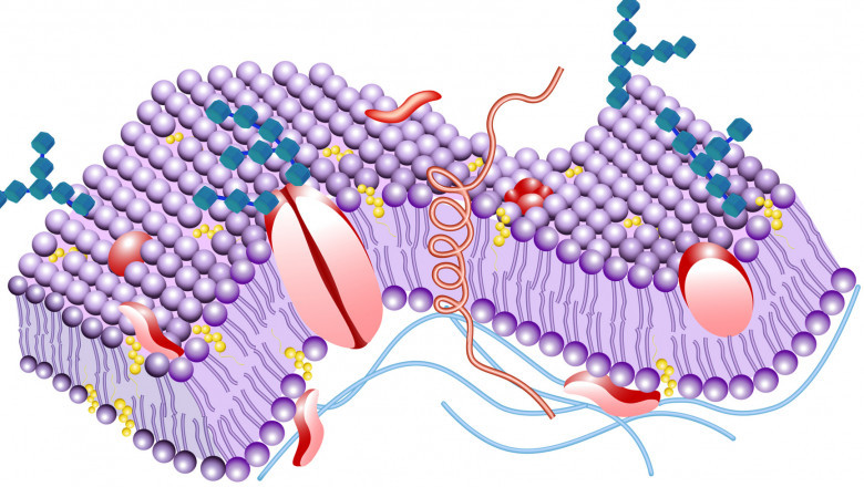 Phospholipids Market Overview: Key Applications, Growth Opportunities, and Industry Landscape to Watch