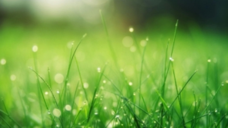 DreamLawn: Offering The Most Environmentally Friendly Lawn Care Services