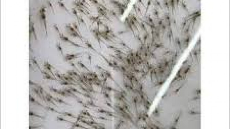 Shrimp Seed Market Dynamics: Identifying Key Impacting Factors Driving Global Industry Growth