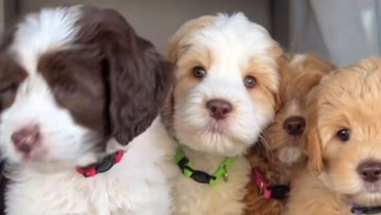 Australian Labradoodles for Sale – Hypoallergenic &amp; Friendly