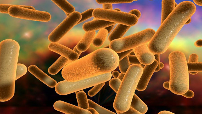 Bacillus Coagulans Market Intelligence: Strategic Partnerships and R&D Investments Supporting Product Innovation Worldwide
