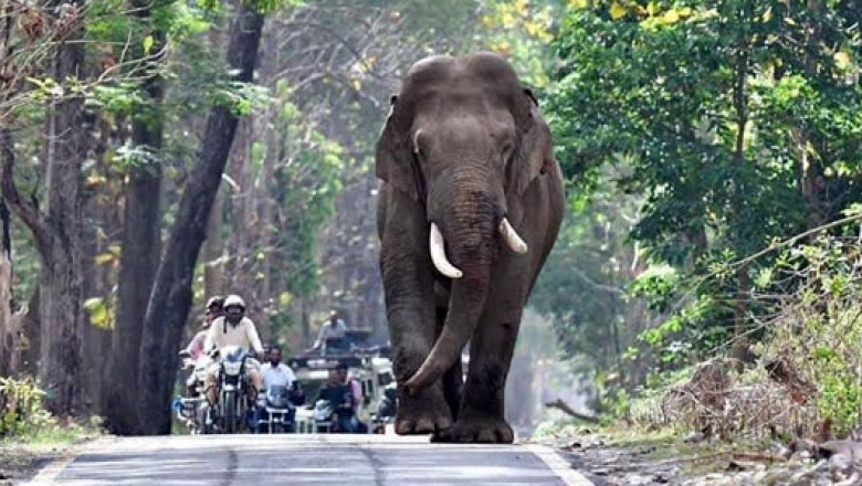 Discover the Wilderness - Jim Corbett Elephant Safari & Easy Online Booking