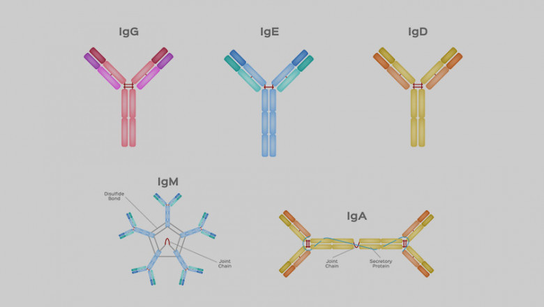 New Treatment Modalities Propel the Immunoglobulin Market to New Heights