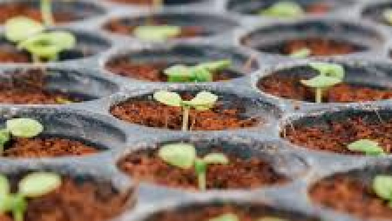 Plant Breeding Market to Surge with CRISPR Gene Editing