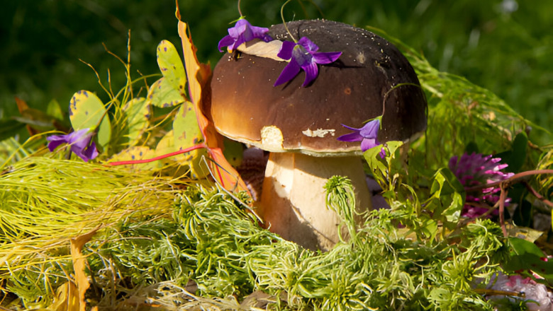 Tips for Choosing the Best Websites to Buy Mushroom Chocolate Bar Without Getting Scammed!