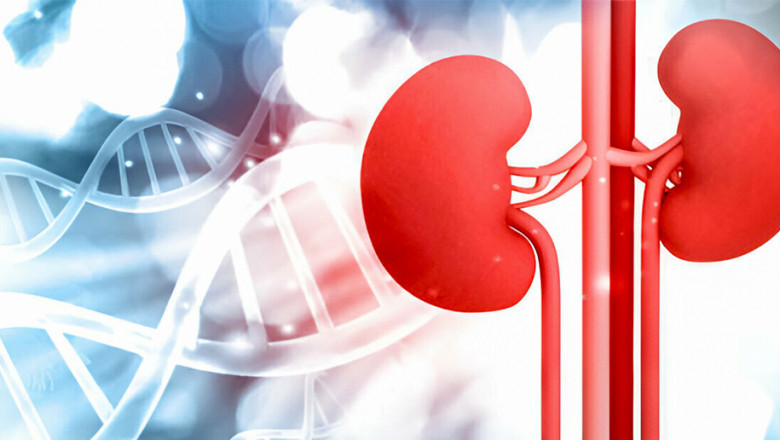 A New Era in Kidney Regeneration: Using Stem Cells to Treat Kidney Disease