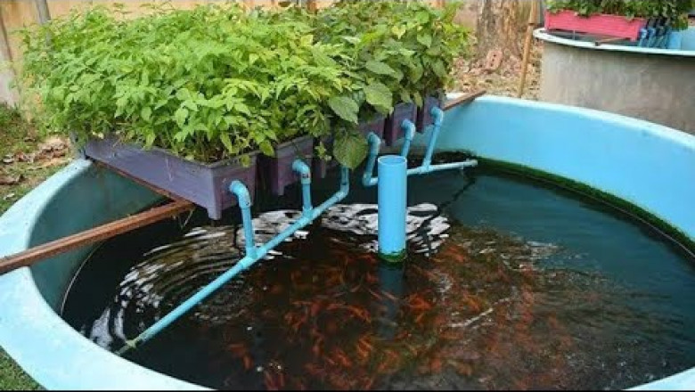 Aquaponics Market Scope: Exploring Growth Potential, Key Trends, and Future Opportunities Worldwide