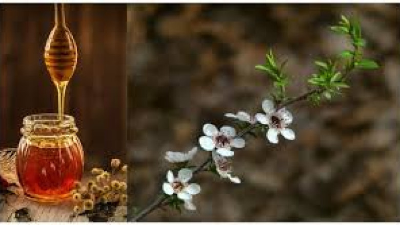 Manuka Honey Market: Key Accelerators Driving Industry Growth