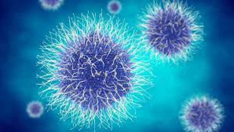 Marine Enzymes Market: Accelerators Driving Growth and Innovation