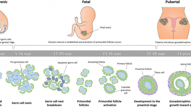 Post Doctoral Fellowship in Reproductive Medicine: Female Reproductive Cycles Made Easy
