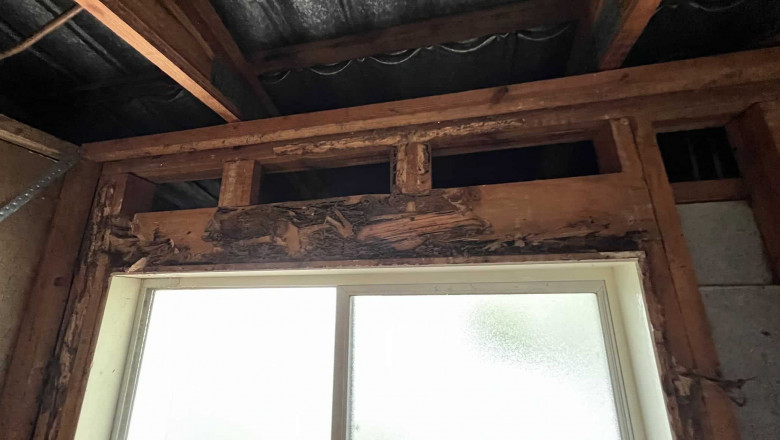 Termite Inspection How to Protect Your Home from Costly Damage