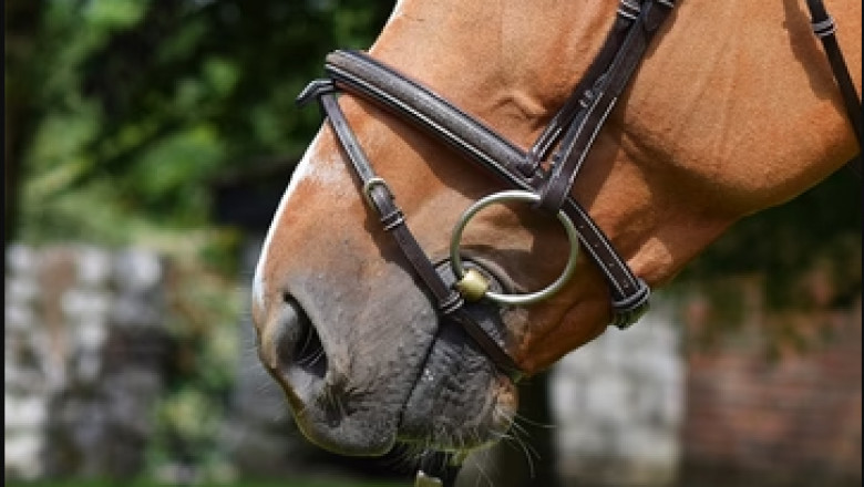 Top Equine Supplements for Performance &amp; Health