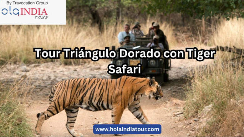 Vive la Aventura Salvaje con el Tour Triángulo Dorado con Tiger Safari