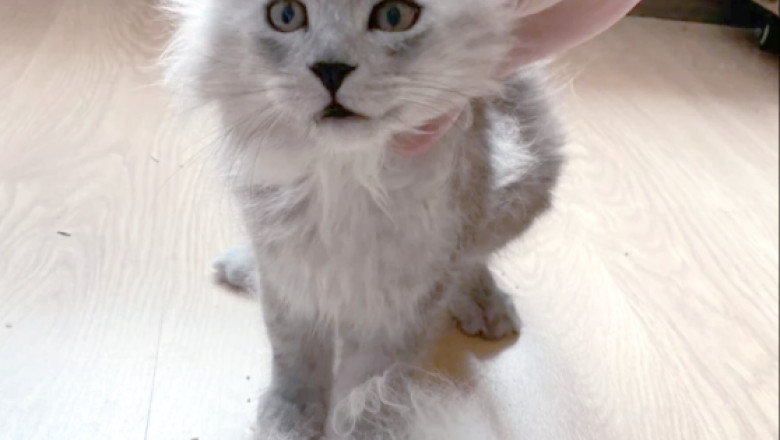 Feline Hair Loss: What You Need to Know