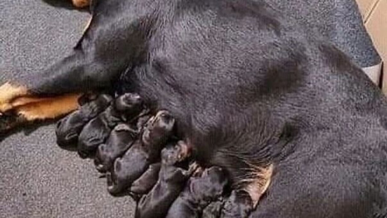 German Rottweiler Puppies – Big & Confident