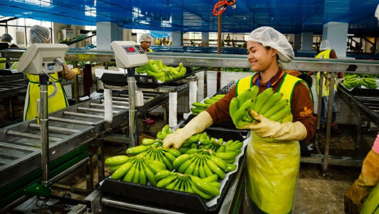 Setting up a Banana Processing Unit: Detailed Project Report, Cost and Requirements