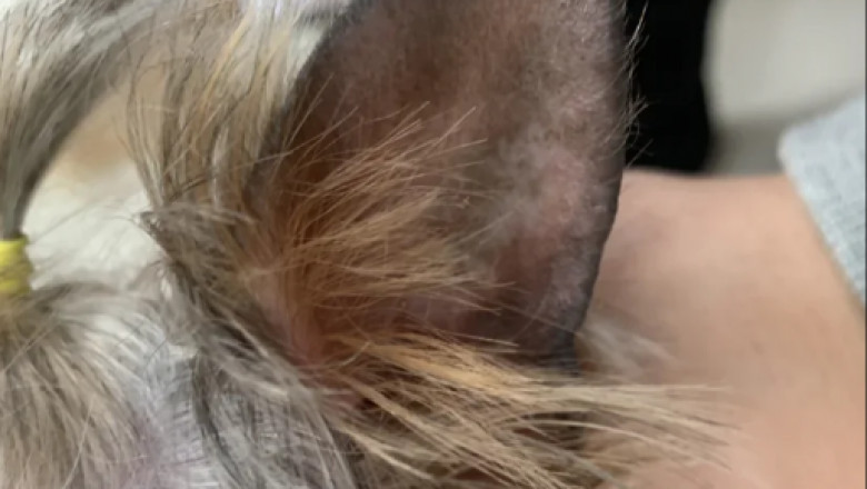 What Causes Ear Infections in Dogs?
