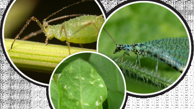 Biocontrol Agents Market Intelligence Highlights Key Trends and Strategic Insights for Sustainable Agriculture Growth