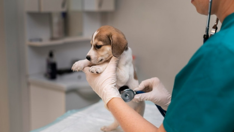 Essential Guide to Emergency Veterinarian Services in San Diego