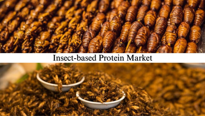Insect-based Protein Market Size, Share, Forecast Overview and Emerging Trends by 2029