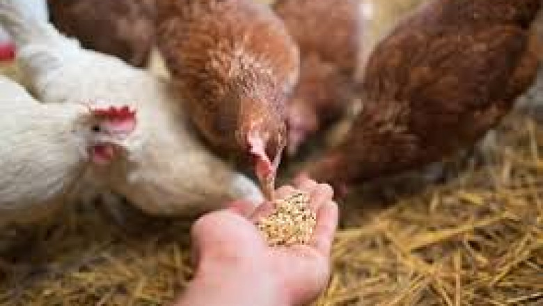 Poultry Feed Market Future Outlook: Trends, Innovations, and Growth Opportunities