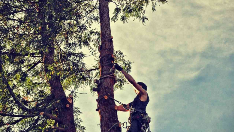 Affordable Tree Service: Quality Care Without Breaking the Bank