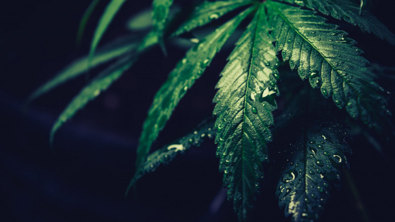 Milled Flower & Pre-Rolls in Canada: Your Complete Cannabis Guide
