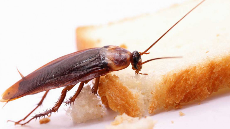 Professional Cockroach Control for Clean Living
