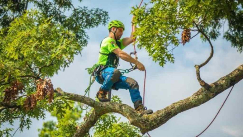 Tree Care Services: Nurturing Your Trees for a Healthy Tomorrow