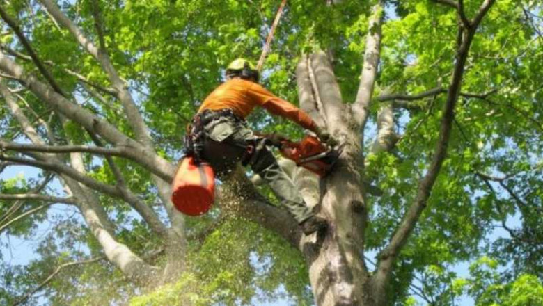 Tree Planting Services: Grow a Greener Future with the Help of Professionals