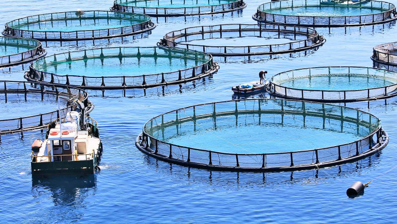 Aquaculture Market Forecast: Trends, Growth Drivers, Challenges, and Sustainable Seafood Industry Outlook 2030