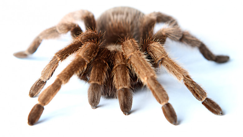 Buy Tarantulas Australia – A Unique Blend of Nature and Art
