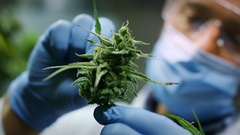 Cannabis and Chronic Pain: How Medical Dispensaries in Denver Offer Hope for Relief