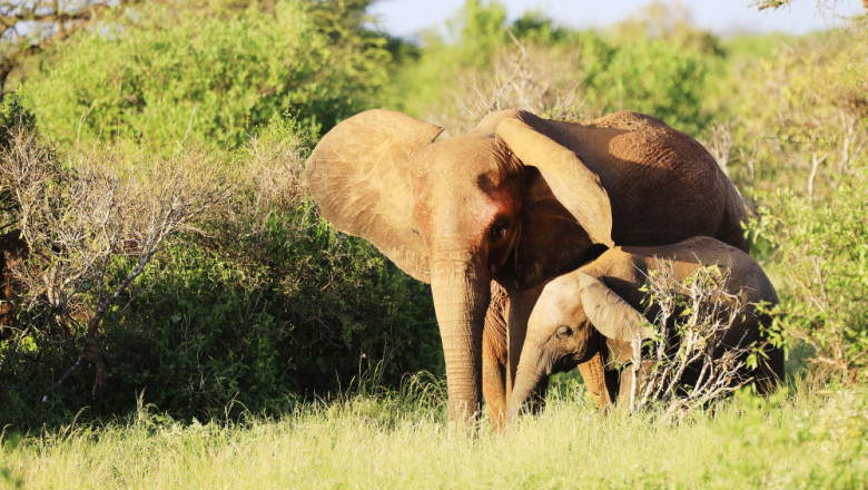 Complete Travel Solutions: From Corporate Travel to Safari Packages in Tanzania