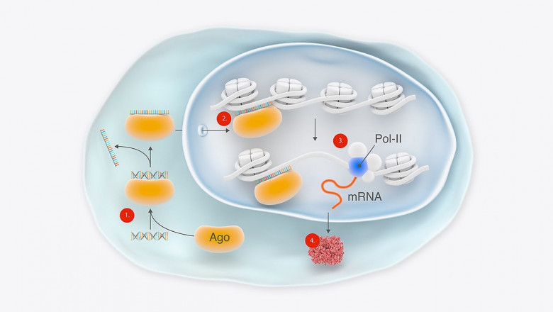 RNA Therapeutics Market Is Estimated to Witness High Growth Owing to Lipid Nanoparticle Delivery Platforms
