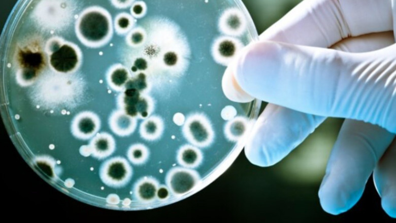 Antimicrobial Polymer Films Market Overview: Key Players and Strategic Developments