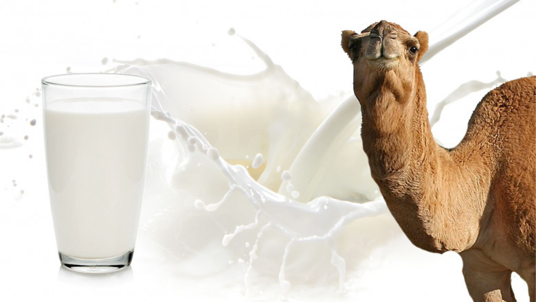 Camel Milk Market Expansion Across Emerging and Developed Economies