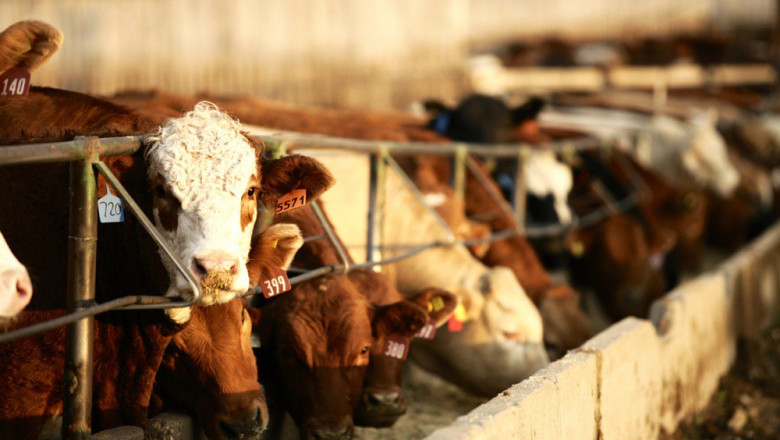 Cattle Feed Market Trends: Increasing Adoption of Nutrient-Rich and Specialty Feeds