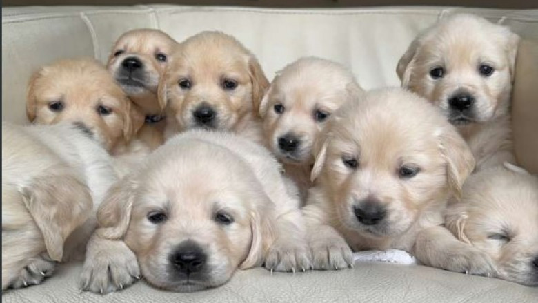 Golden Retriever Pups for Sale – Healthy &amp; Loving