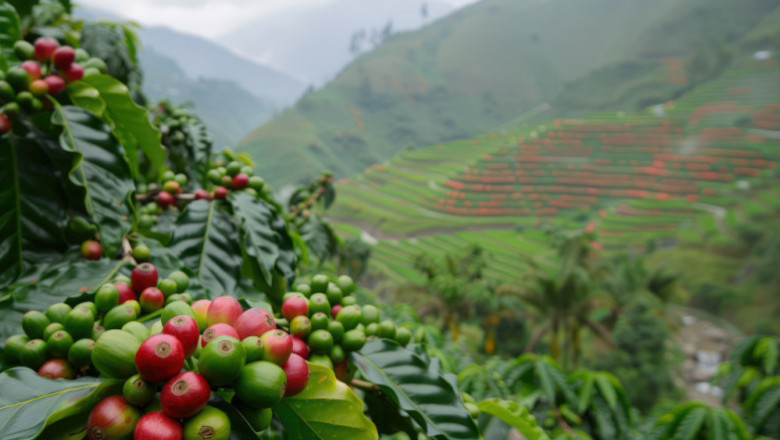 Green Coffee Market Size, Share, Trends, Analysis, 2032