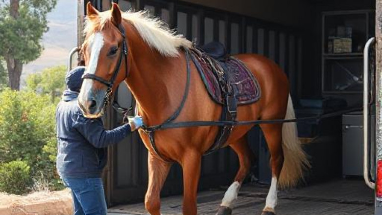 Reliable and Safe Local Horse Transport in California: Ensuring Your Equine’s Comfort and Security