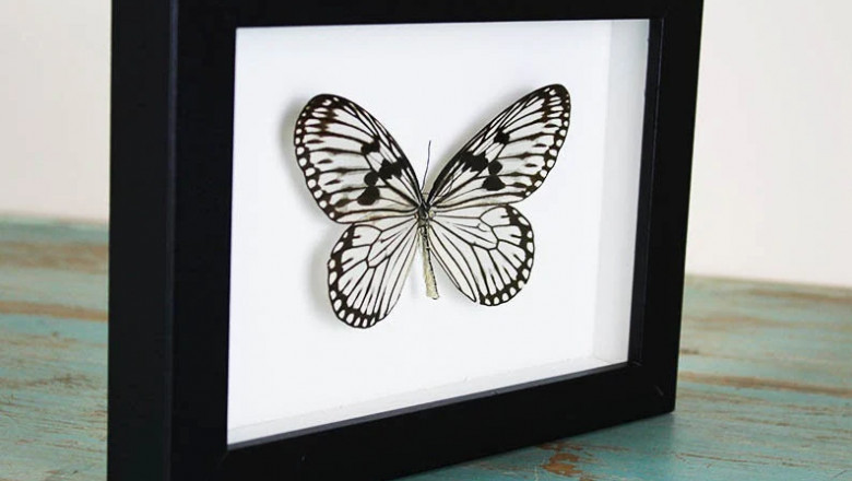 Wood Nymph: A Timeless Muse in Nature-Inspired Art