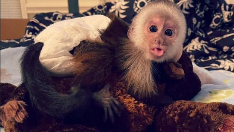 Capuchin Monkeys for Sale – Friendly & Well-Trained