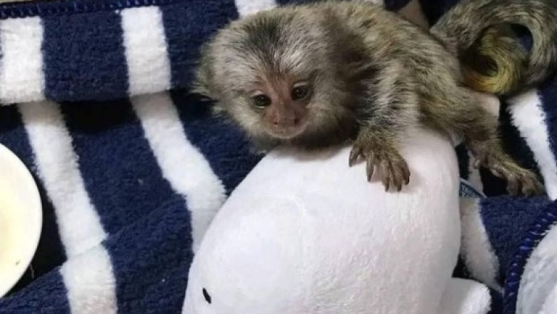 Adorable Marmoset Monkeys for Sale