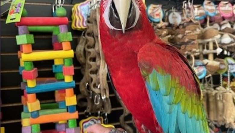 Blue and Gold Macaw for Sale – Vibrant &amp; Social