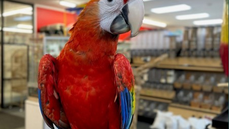 Buy Blue &amp; Gold Macaws – Hand-Raised Parrots