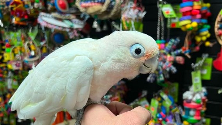 Cockatoo Parrots for Sale – Talking &amp; Tame