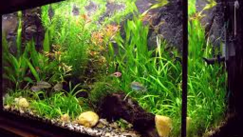 The Ultimate Guide to Reef and Aquarium Systems: Creating Your Own Marine Paradise