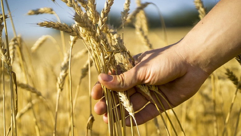 2032, Grain Farming Market Future, Size, Research 2024-2032